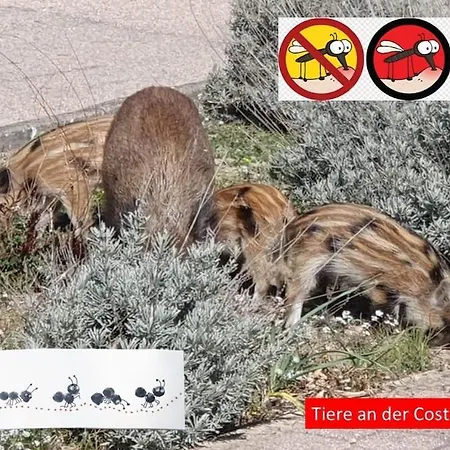 Bougainvilla * コスタ・パラディーゾ